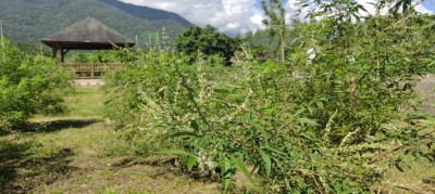 南華林業園區內的黃荊植物