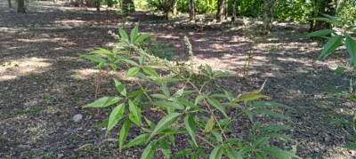 南華林業園區內的黃荊植物