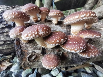 段木香菇(資料照片)