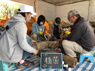 段木香菇栽培課程-植菌(資料照片)