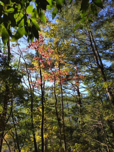 霞喀羅國家步道即將進入紅葉時節，亦是殼斗科植物結實季。（林業保育署新竹分署提供）