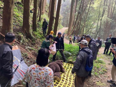 生物多樣性研究所野生動物急救站獸醫解說黑熊麻醉後現場搬運及頭部覆布減低黑熊不安