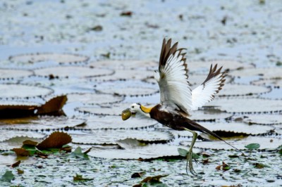 水雉-美濃湖水雉棲地志工提供