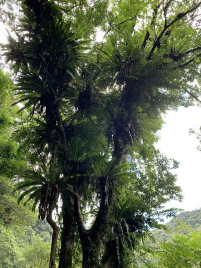 內洞國家森林遊樂區溫暖潮濕，是名副其實的蕨類植物樂園（林業保育署新竹分署提供）