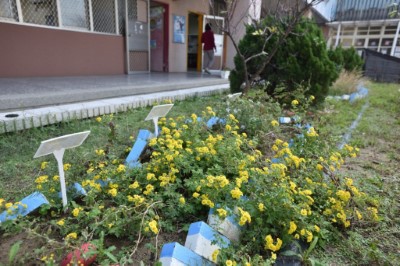 圖7.112年4月在通霄新埔國小「珍稀植物迷你保種園」內種植的新竹油菊，在師生細心照養下成長茁壯，黃澄澄的花序綻放。(攝影林業試驗所)