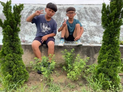 圖8-1.植樹節挑選具觀賞性的新竹油菊到校園，學生(左)帶回家在家戶細心照料下也陸續開花(右)。(攝影林業試驗所)