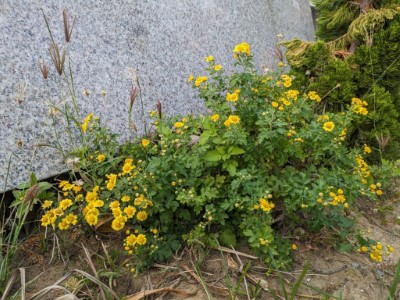 圖8-2.植樹節挑選具觀賞性的新竹油菊到校園，學生(左)帶回家在家戶細心照料下也陸續開花(右)。(攝影林業試驗所)
