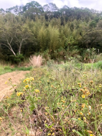 圖9.「田鱉田」種植在貼近原生生長環境，植株適應生長情形能提供植物引回野生環境的參考。(攝影田鱉田)