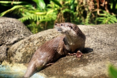 於臺北市立動物園拍攝的水獺(金門縣政府提供)