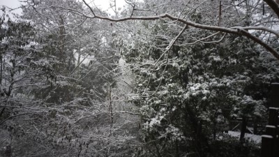 拉拉山國家森林遊樂區雪景(林業保育署新竹分署提供)
