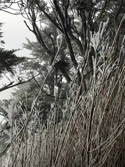 北大武山霧淞美景3