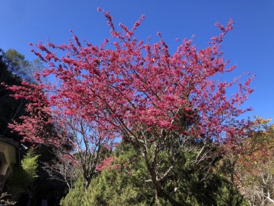 大雪山收費站山櫻花