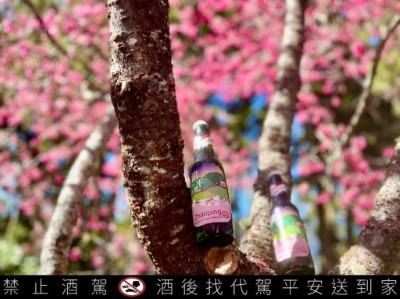 沼平櫻啤酒