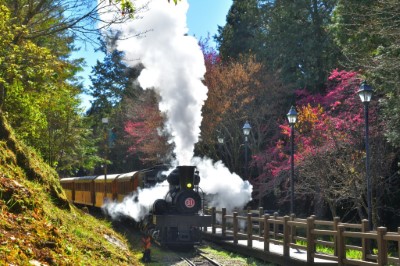 阿里山櫻花蒸汽火車(黃源明攝影)