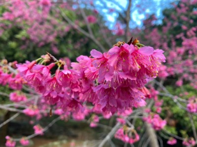 八仙山山櫻花