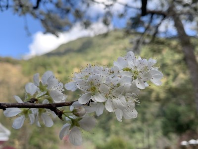 李花綻放