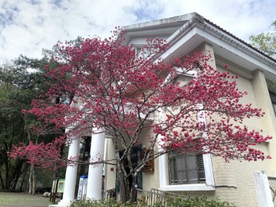 遊客中心前山櫻花