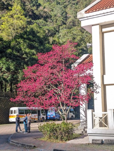 山櫻花盛放中