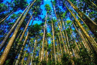 藤枝國家森林遊樂區