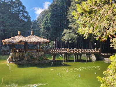阿里山國家森林遊樂區春節不打烊，持續服務走春踏青的遊客