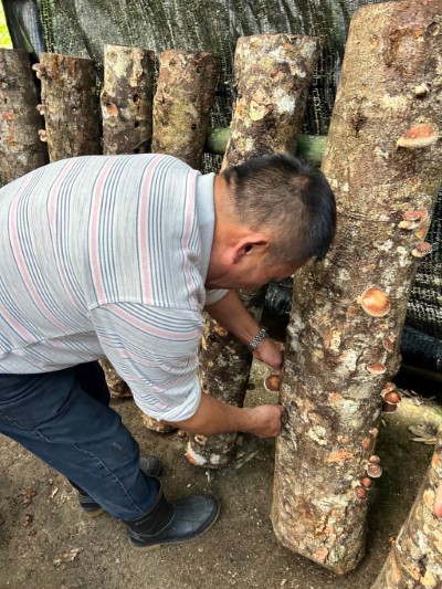 十字社區成員一年來一步一步學習段木香菇栽植方法，雖曾遭遇挫折，但在努力克服下迎來豐收