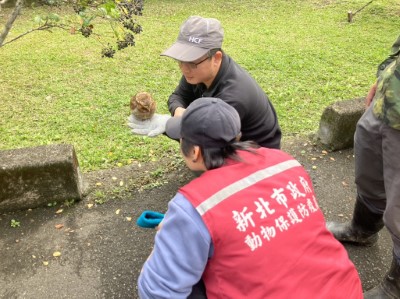 新竹分署同仁與動保員觀察黃嘴角鴞狀況(林業保育署新竹分署提供)