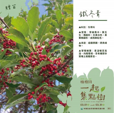 樹苗卡-4-鐵冬青