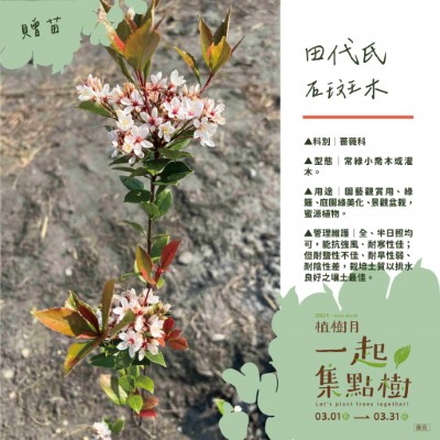 樹苗卡-5-田代氏石斑木