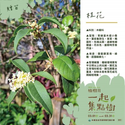 樹苗卡-6-桂花