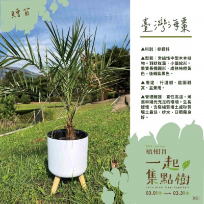 樹苗卡-7-臺灣海棗