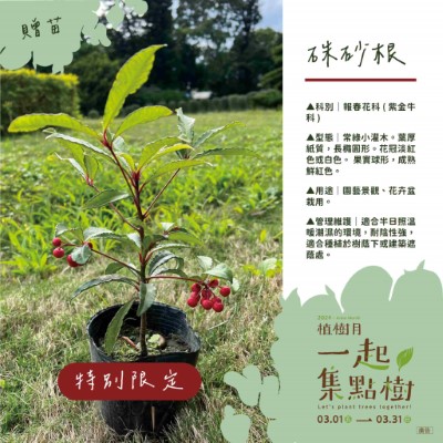 樹苗卡-8-硃砂根