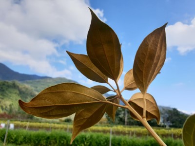 熱門苗種:金新木薑子