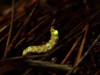 馬祖雌光螢獨特稀少，僅雌蟲發光(中國文化大學森林暨自然保育學系謝佳宏系主任提供)