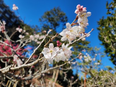 唐實櫻已開花7成，預計持續開花至3月中旬