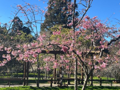 阿里山工作站前阿龜櫻已盛開