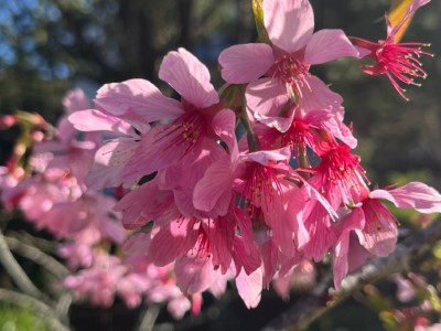 阿龜櫻已盛開，花期持續至3月中