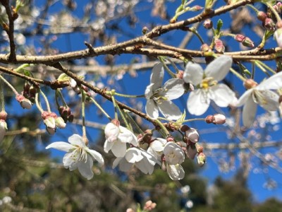 霧社櫻已開花5成，預計3月初盛開