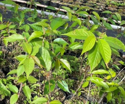 山櫻花(林業保育署新竹分署提供)