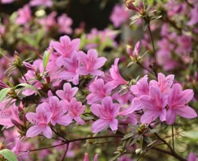 烏來杜鵑(林業保育署新竹分署提供)