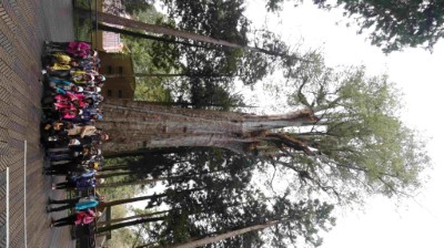 白天由阿里山在地導覽解說員帶著學員於阿里山國家森林遊樂區內瞭解豐富的阿里山生態與林業開發史