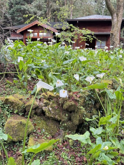 海芋等非櫻花花種現也正盛開中