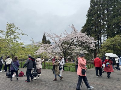 近期已有眾多遊客湧進阿里山國家森林遊樂區賞花
