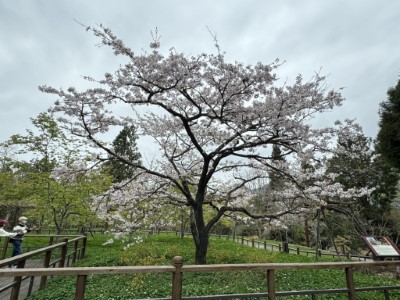 阿里山工作站前櫻王已滿開
