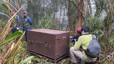 野放前，野灣野生動物保育協會及工作人員正在進行最後的確認工作