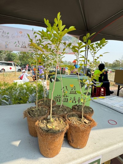 今年度嘉義分署準備了月橘、白水木、蘭嶼羅漢松等多種臺灣原生苗木