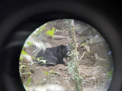 1130322救援受困陷阱黑熊