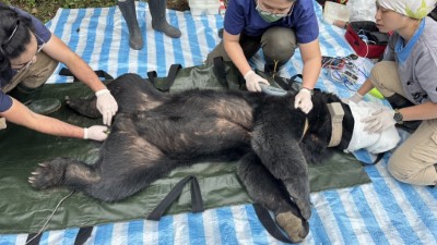 1130322救援受困陷阱黑熊