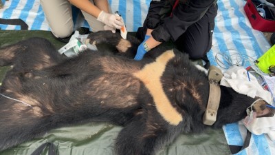 1130322救援受困陷阱黑熊