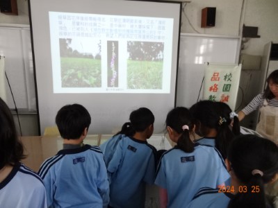 同學仔細觀察清明草