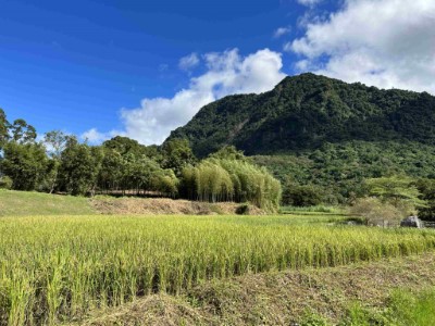 花蓮展區里山竹林地景